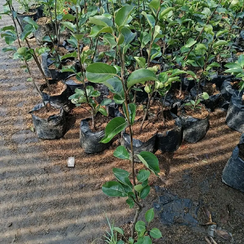 Benih tanaman pir madu super manis 1