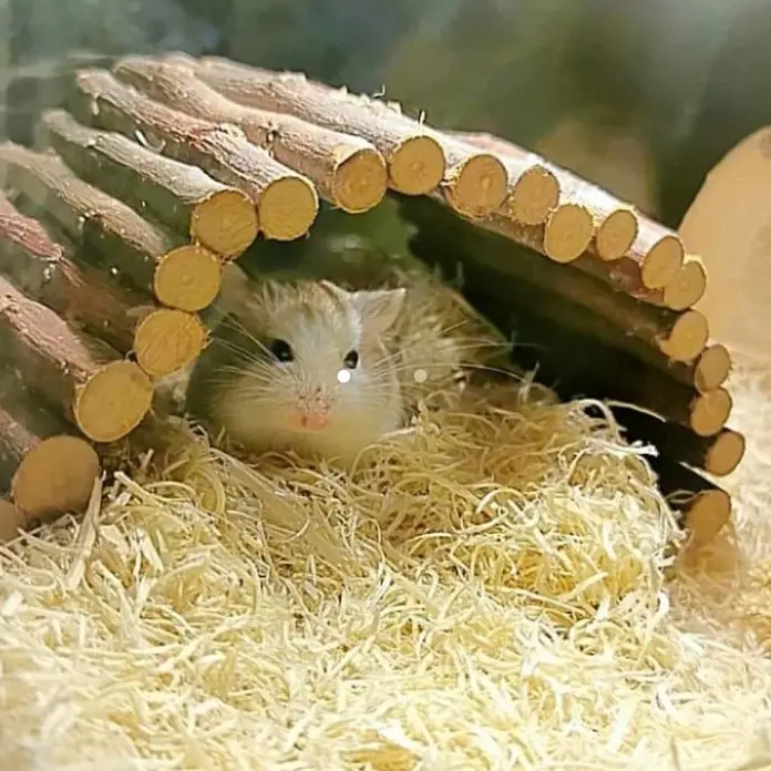 Mainan Hamster Jembatan HaHamster Fleksibel 0