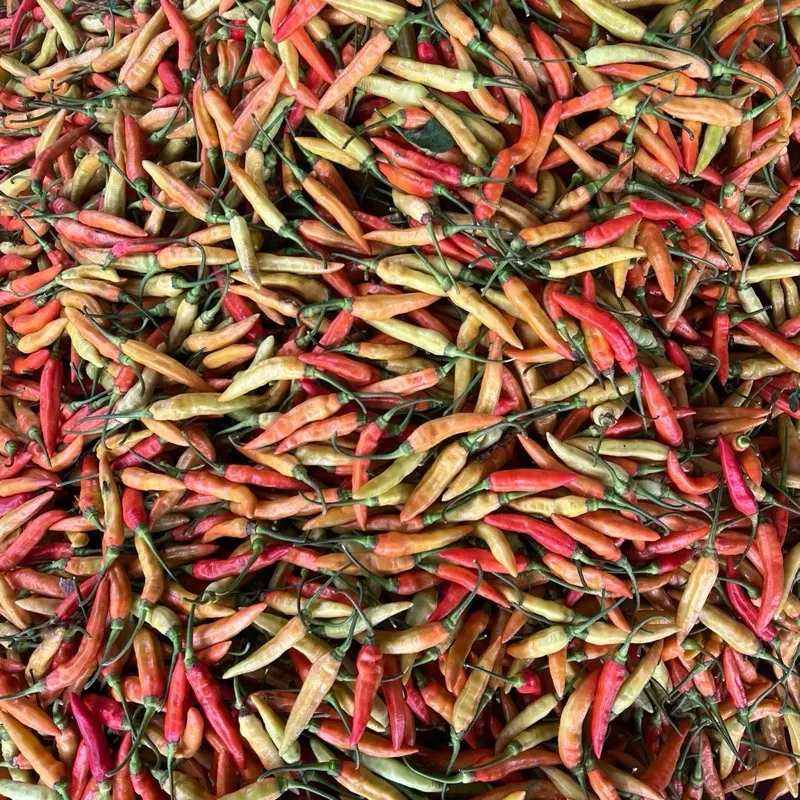 Cabe Rawit Kemasan 1kg Pedas 4