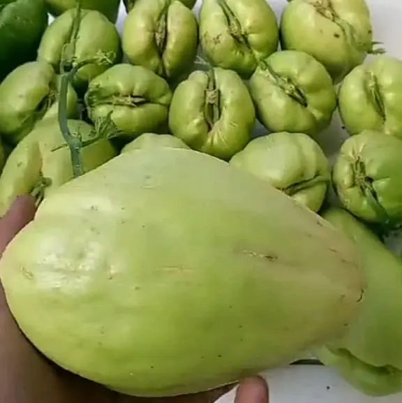 Benih Labu Siam Super Siap Tanam 4