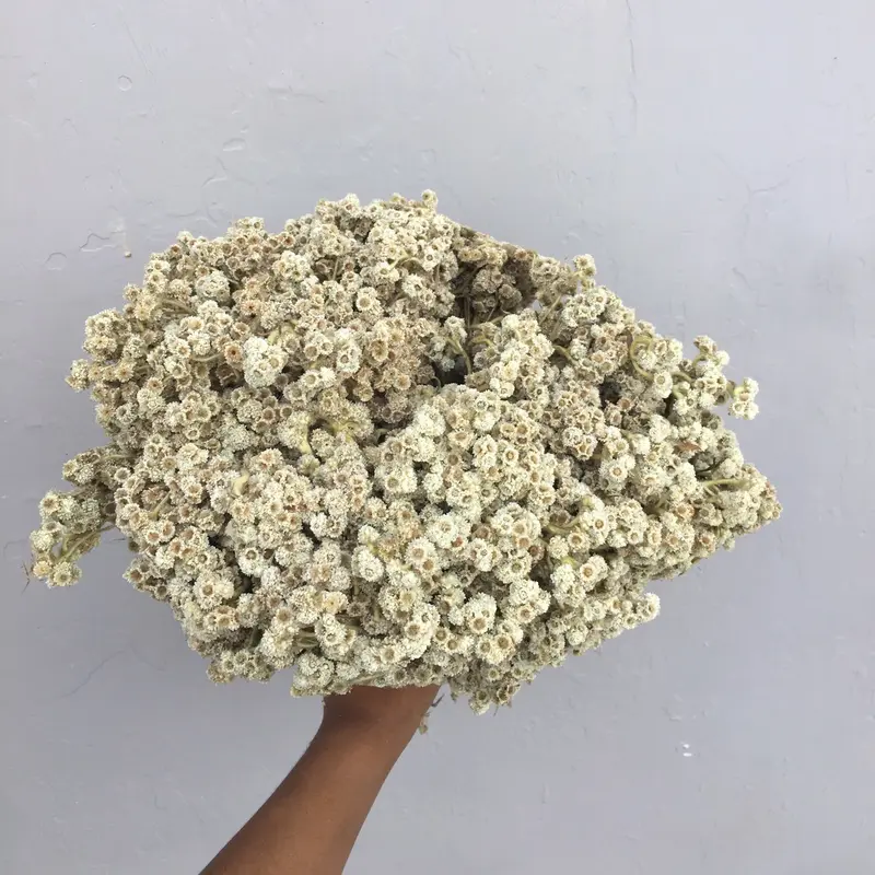 Bunga edelweis/bunga abadi/bunga gunung/bunga kering/bunga bromo/bunga buket/bunga hiasan buket/bunga untuk buket/bunga rustic/bunga dekorasi 2