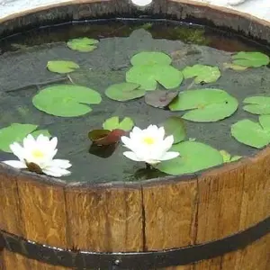 Teratai Lotus Putih Hidup Berakar dan Bertunas Tanaman Air untuk Dekorasi Taman Elegan dan Menenangkan