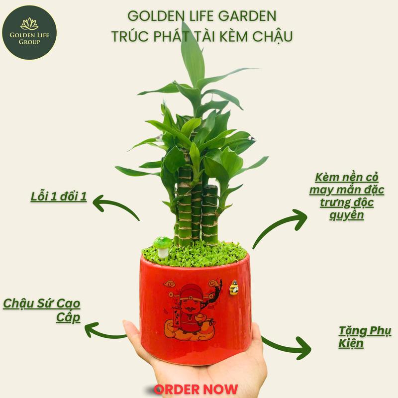  Trúc Phát Lộc - Trúc Phú Quý chậu cây trang trí để bàn giao Decor nhà Decor Phòng - giao chậu ngẫu nhiên Trang Trí Nhà Tết -  Cây Canh mini để bàn 