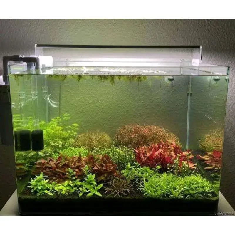 paket low aquascape tanpa co2 2