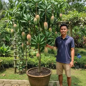 Bibit Mangga Kiojay Asli Thailand Ukuran 1 Meter Siap Tanam Mudah Berbuah Dalam 1 Tahun Buah Mentah Manis Cocok Untuk Pertanian Buah Efisien Dan Alami