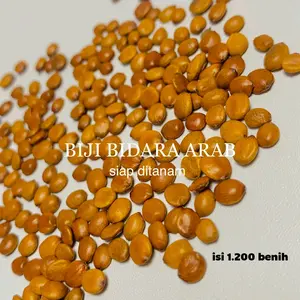 Benih Pohon Bidara Arab isi 1000 benih