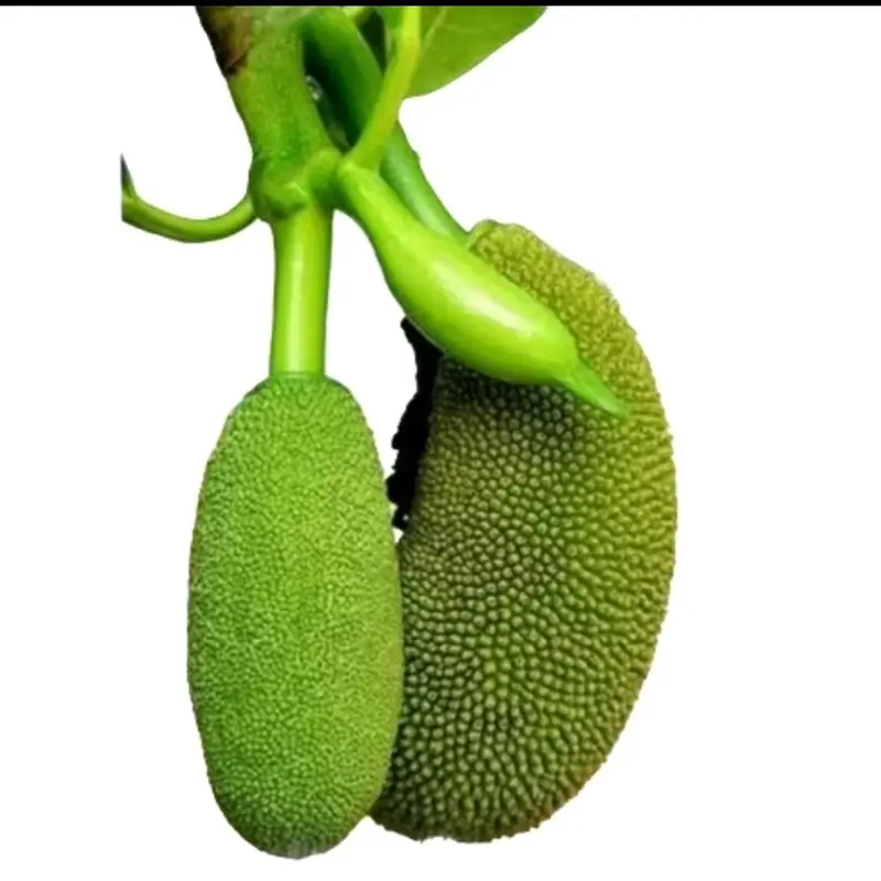 Buah Babal/Tongtolang 50gr - Nutrisi dan Antioksidan untuk Kesehatan Pencernaan 0