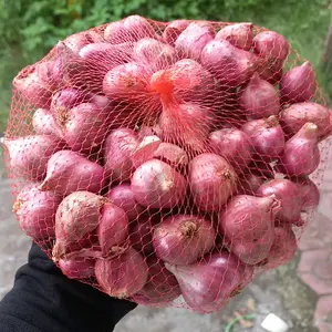 BAWANG PROBOLINGGO UK CAMPUR KONDISI KERING