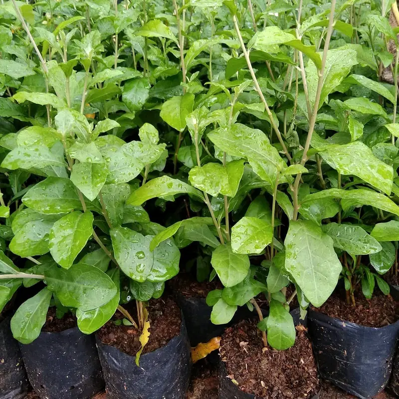 Tanaman Rambat Artificial Leekwan Yew untuk Dekorasi Rumah Hias Dinding 3