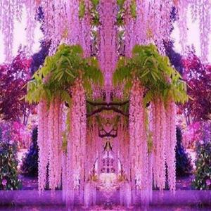 10 Granos,Semillas de Glicinia Rosa,Variedad Trepadora Ornamental,Flores de Estilo Hada,Aromáticas y Delicadas,Crecimiento Rápido,Fácil de Cultivar,Resistente a Climas Moderados,Decoración de Cercas,Arcos y Pergolas,Jardines de Patio,Balcones y Borduras de Jardín