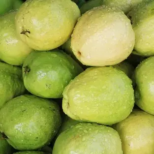 THAILAND GREEN Guava 3pcs/Box