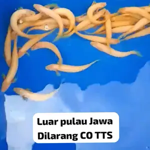 Ikan Palmas Albino - Ikan Hias Berwarna Khas untuk Kolam dan Akuarium Anda 7-8cm
