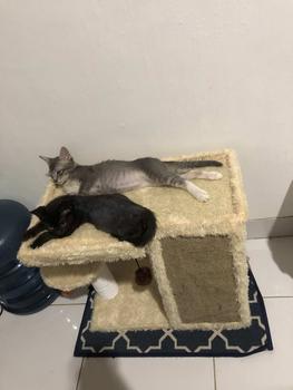 Product Review of Scarthcer cakaran kucing dengan tempat tidur dibagian atas untuk bersantai garukan kucing jumbo from J**m 0