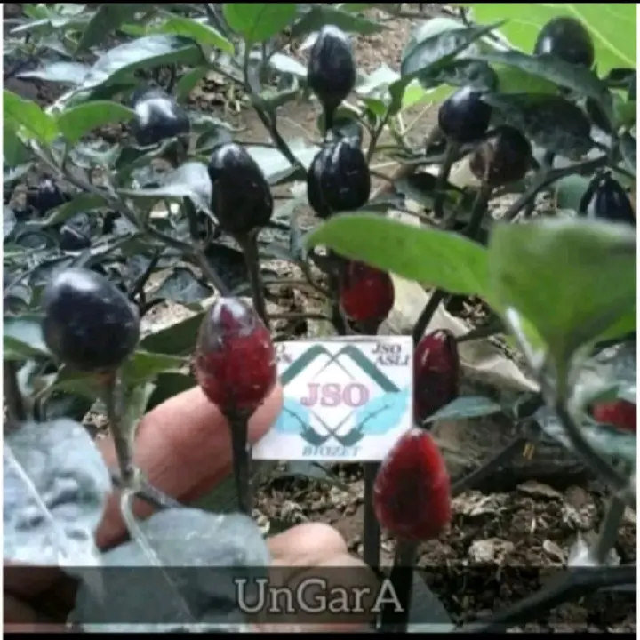 biji benih cabe unggara isi 5 butir 0