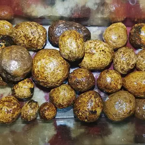 Monta bassi kuning aktif  super langka