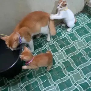 【30/50 PCs】Kalung Kucing Collar Hewan Peliharaan Kalung Kucing Lonceng KalungKucing Anjing Kalung Hewan Peliharaan