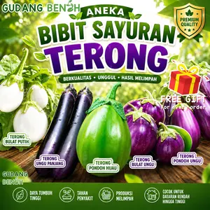 [TERMURAH] Bibit Unggul Tanaman Sayuran Pilihan Terong Ungu Panjang PREMIUM QUALITY Isi 350 Benih