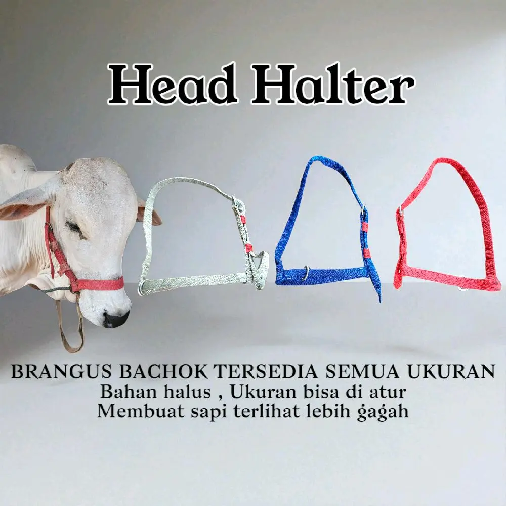 Brangus Bacok Headhalter Sabuk kepala sapi Ikat kepala sapi Semua Ukuran Nilon tali sapi
