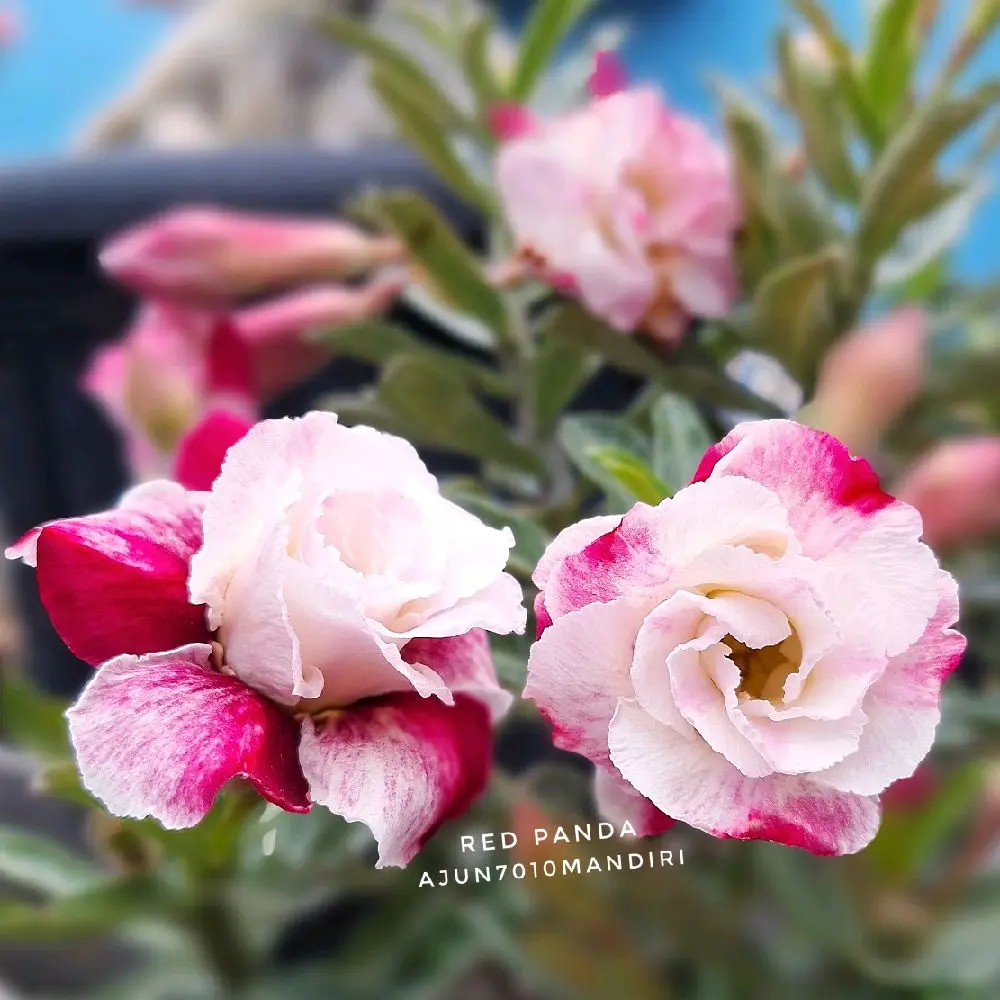 ( id Red vundha ) Bibit Adenium Bunga Tumpuk - Toko Ajun7010Mandiri