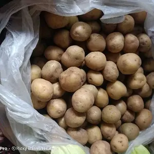 Kentang Super Kecil Super Mini Kentang Ukuran Paling Kecil Khusus Rendang untuk Masakan Lezat