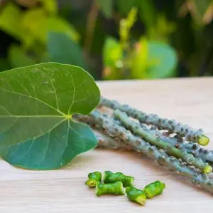 BATANG BROTOWALI SUPER PAHIT