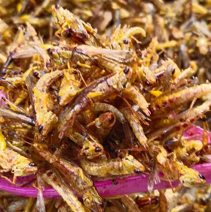 CEMILAN EXTRIM /WALANG/BELALANG GORENG TOPLES PANJANG 210 GRAM Rendah lemak 6