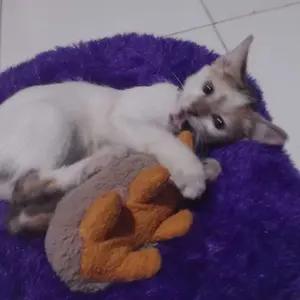 Tempat Tidur Kucing Premium Besar Dan Jumbo