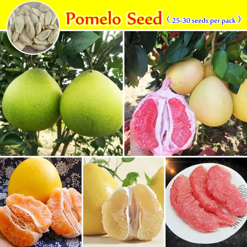 Singapore Ready Stock 25-30pcs Very Good Pomelo Seeds Very Juicy and Sweet Davao Pomelo Citrus Fruit Seeds for Planting Bonsai Suha Davao Tree Plant Fruit Trees Seeds Indoor Plants Garden Live Plants for Sale Fruit Plant Seeds High Germination Easy Grow