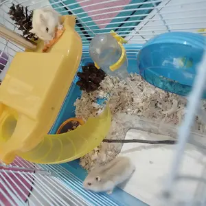 DENTAL STICK GIGITAN HAMSTER,SUGAR GLIDER  GIGITAN CHEW TOY