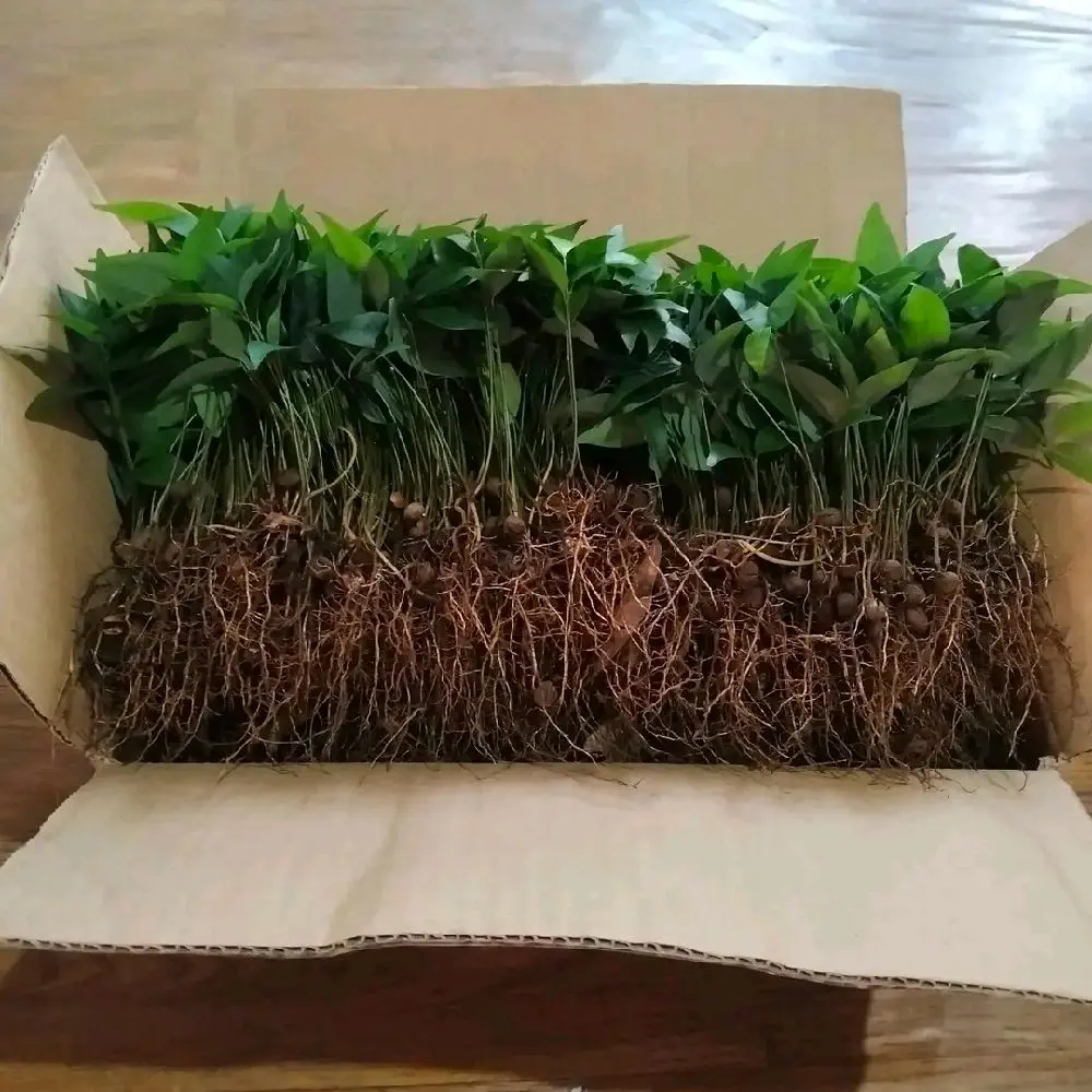 Bibit kayu manis kulit manis unggulan