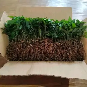 Bibit kayu manis kulit manis unggulan