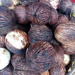 1kg buah bintaro kering fungsi untuk mengusir tikus