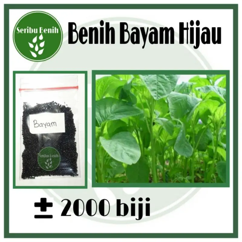 2000 Benih Bayam Hijau Sayuran Hidroponik Unggul BENUA -Bibit Seed Tanaman Berkualitas Ecer [SERIBU]