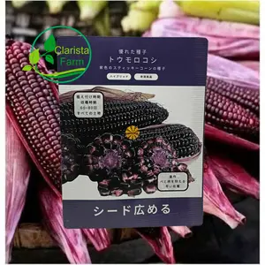 ± 100 BUTIR BIJI / BENIH JAGUNG KETAN UNGU KEMASAN PREMIUM KUALITAS SUPER