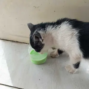 DOT POLOS DOT BOTOL ADOTE KUCING + SUSU PENGGEMUK CATMILK FATMILK FEFARM