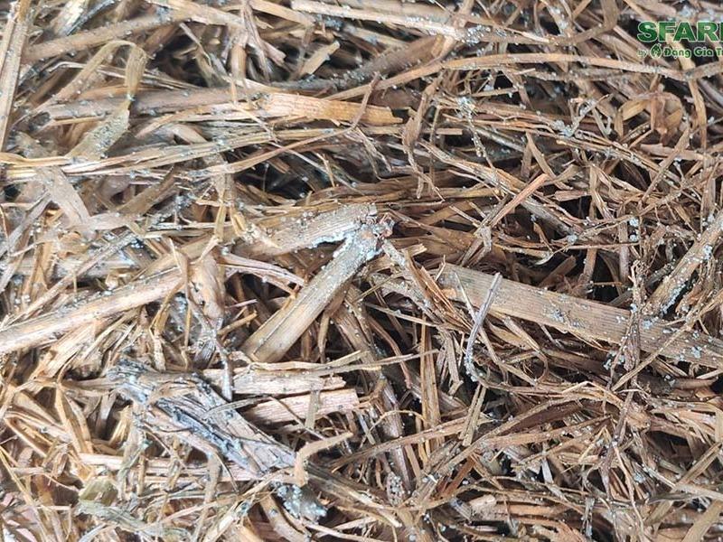 Trichoderma sfarm ủ rơm rạ