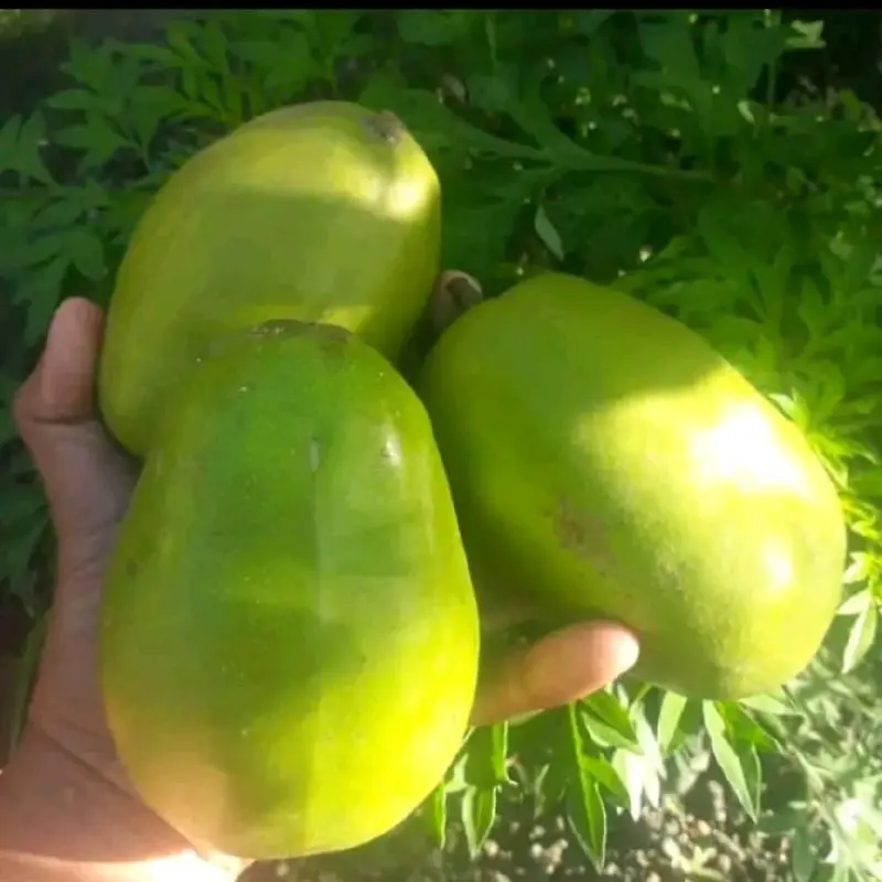 Kedondong Bangkok 1 kg manis renyah kriuk 2