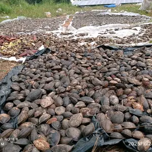Buah Ketapang Kering 1kg untuk Pakan Burung Berkualitas Tinggi dan Nutrisi Terbaik
