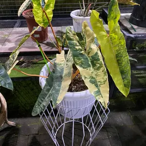 Tanaman Bilitiae Variegata Trah Super Marble Super Rimbun Big Size dengan Daun Kuning dan Hijau Motif Unik