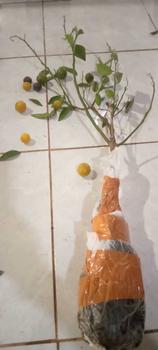 Product Review of jeruk siem madu jumbo manis from r**2 0
