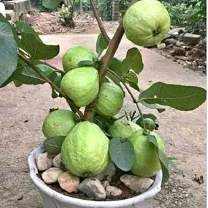 Bibit Jambu Kristal Putih Non Biji Super Premium Bonus Pupuk untuk Tumbuh Kembang Optimal