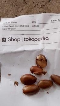 Product Review of 5 Bibit Benih Kopi Robusta Super Unggul from e**i 1