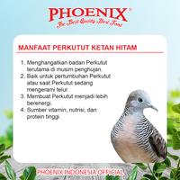 Gambar Pakan Perkutut Ketan Hitam Phoenix MAKANAN BURUNG PELENGKAP VITAMIN PROTEIN NUTRISI TINGGI MURAH dari Phoenix Petfood Indonesia Kab. Bogor 4 Tokopedia