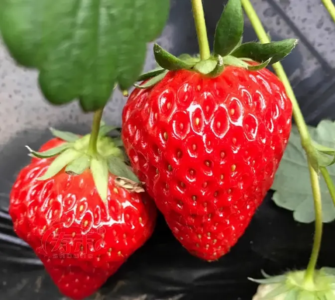Strawberry seeds can be sown all year round. White strawberry seeds are seeds for balcony potted vegetables and outdoor fruits and vegetables in the garden