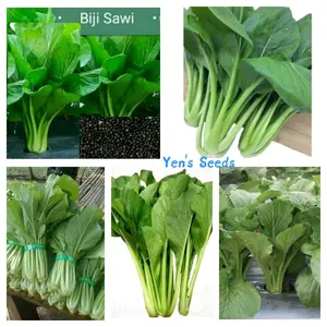 Benih Sawi / Caisim Manis-Sawi Bakso