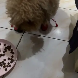 [PROMO] Sepatu Anjing / Kucing Tebal Anti Slip Anti Air | Sepatu Anjing / Kucing Murah