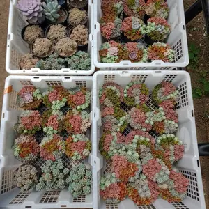 Sukulen Mix Cupcake / Rainbow Warna Warni Dikirim Tertanam On pot