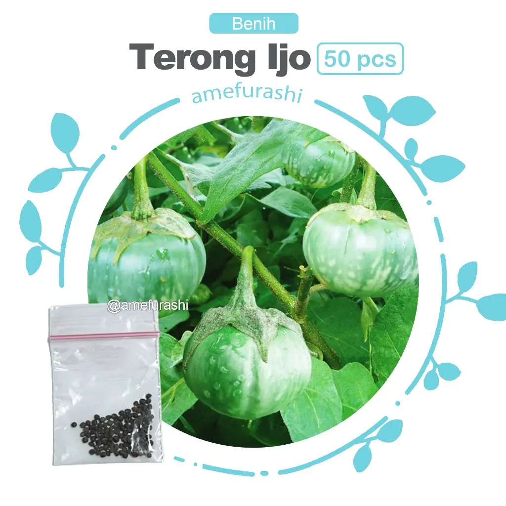 Benih Biji Sayur Seledri Benih Biji Termurah Unggulan dan Berkualitas Benih Biji Sayur Seledri Benih Biji Termurah Unggulan dan Berkualitas