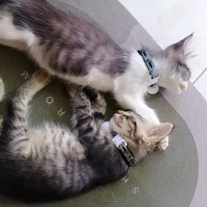 kalung kucing premium motif kaki lonceng 22mm ufo