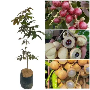 Bibit klengkeng cepat berbuah